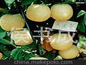 青島梨供應商,價格,青島梨批發市場 