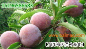 李子苗的適應環境,李子苗的產量及果實特征,李子苗的適應環境,李子苗的產量及果實特征生產廠家,李子苗的適應環境,李子苗的產量及果實特征價格