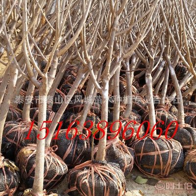 【山東的櫻桃好賣嗎紅燈吉塞拉岱紅】泰安市泰山區(qū)風(fēng)城苗木種植專業(yè)合作社 - 產(chǎn)品庫