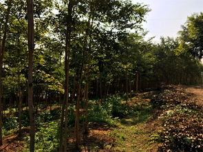 交趾黃檀價(jià)格 優(yōu)質(zhì)大紅酸枝樹苗專業(yè)供應(yīng)