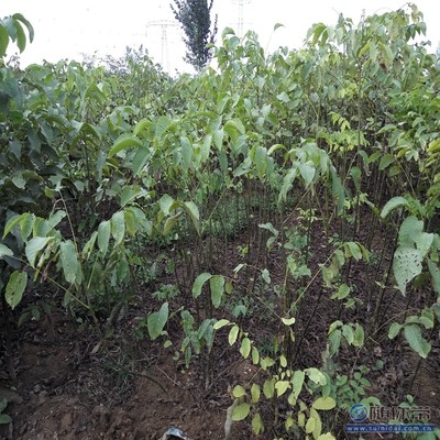 溫185核桃苗 鄭優新品種，泰安旺運苗木中心專業供應