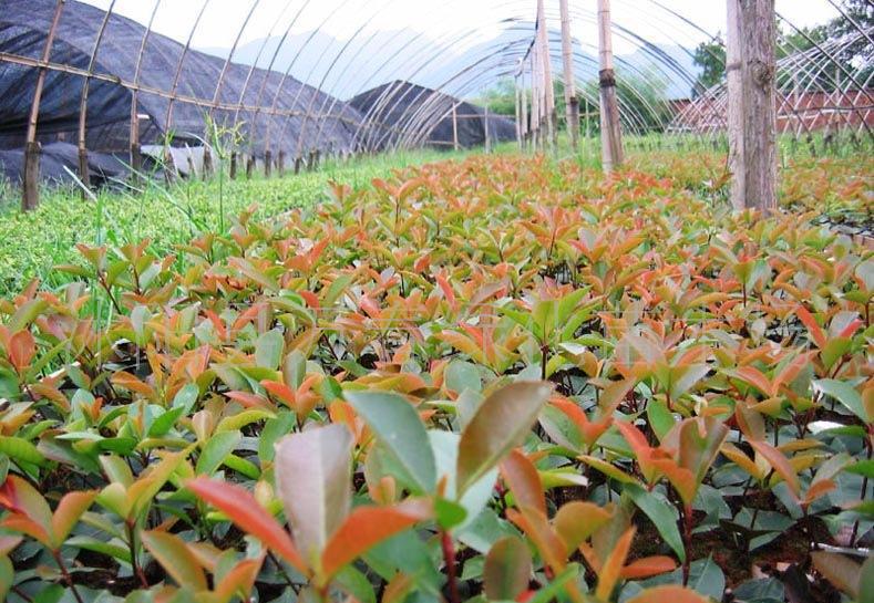 紅葉石楠穴盤苗與網袋苗 價格、廠家與種植指南