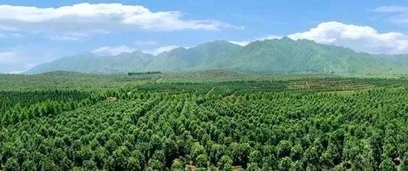 苗木產業(yè)的未來發(fā)展，必須點亮這四盞燈！