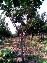 廣德鳳凰山櫻花基地 打造優(yōu)質苗木產品，構筑多彩生態(tài)景觀