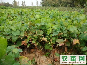 探索果樹苗的世界 從廠商選擇到優(yōu)質資源獲取指南