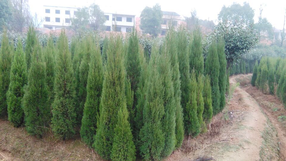 衡陽(yáng)武岳苗木種植專業(yè)合作社 綠色產(chǎn)業(yè)的新標(biāo)桿